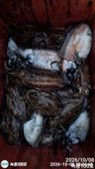 갑오징어 짬낚시 조황입니다