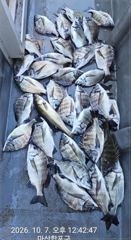 [마산] 뉴성진호/가을 감성돔 마리수