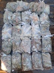 8일 홈런호 주간문어 대박조황 언제나 굿조황으로 마무리 합니다