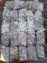 [군산] 10월8일 왕문어 대잔치... 군산 홈런호 주간 문어 마무리 조…