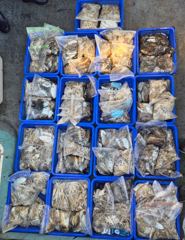 2026-10-08 홍원항 ⭐️에버스타호⭐️문꾸미 전투낚시 조황