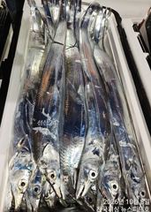 8일준내만오늘도초대박치고씨알급전원만쿨(일욜예약가능)