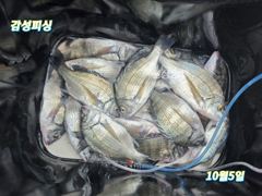 10일(토)일요일가을감성돔출조합니다