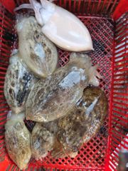 10월8일시간배