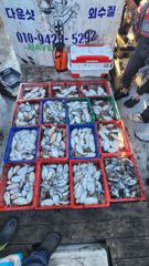 10월8일그린피싱 조황
