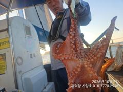 "돌문어" 연일 1300g1100g1100g외 개인14수13수12수11수11수 대물잔치^^