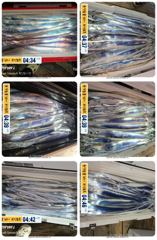 14석 보성3호 갈치 드디어 터졌습니다 씨알도 굿 ~~오늘,내일 자리여유있습니다~~~ {010 3823 5346 }
