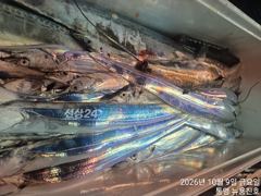 [통영] 슬슬 갈치가 들어오는모양입니다