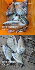[거제] 거제 ( 어구 일성호 ) 감성돔 전갱이 ! 전마선 …