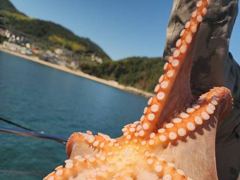 8일세진호/돌문어대박kg.마릿수많이잡아~토.일.가능~