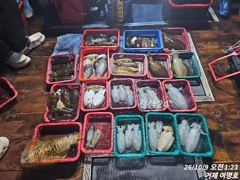 [무늬오징어] 8일 조황입니다 (이벤트 당첨)