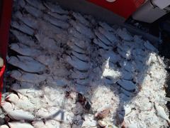 [군산] 10/8. 군산. 뉴-발리호. 광어. 연속-23번째. 세자리수.…
