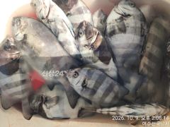 [여수,광양] 광도,거문도 50cm전후 마릿수