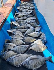 완도 가을감성돔 찌낚시 마릿수..조황입니다