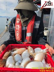 갑오징어 조황
