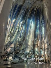 9일새벽 씨알큰 내만갈치 엄청 올라 옵니다~!! 일요일부터 예약가능 사진