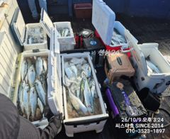 씨스타호 초보자도 현시간 삼치+방어 만쿨 행진 사진
