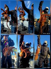 칠성호 돌문어 씨알 마릿수 좋아요 ~