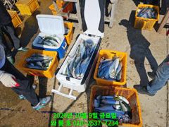 10월9일 삼치,방어, 오늘도 제대로 터졌습니다!!^^(토욜오후 여유석)