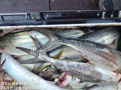 [경주] 주간에는 삼치및방어,대전갱이까지 야간 무늬오징어 먹물파티 예약중…