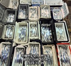 9일,내만갈치,용가리까지,쿨러 넘치게 엄청 나옵니다,매일출항(토,일,월,화~예약가능)