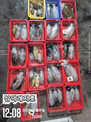 [팁런]무시급.무늬들(오늘.출조확정.자리여유)