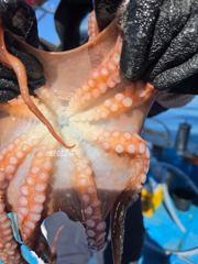 10.9 문어조황 사진