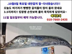 [경주] 삼치와 중방어..매일매일 백전백승 전투를 하고 입항을 합니다. (10월 10.11일 오전.오후 출조모집중)