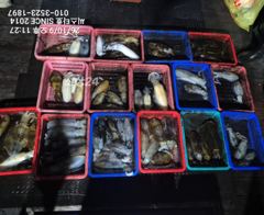 [경주] 씨스타호 9일 무늬 상황 무K