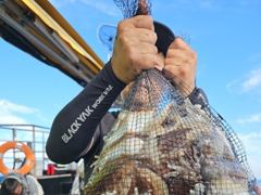 ▶10/9. (군산. 웅비1호) 갑오징어가~바다에 천지에요!