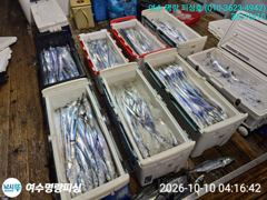 [여수,광양] 백도 거문도권 갈치낚시 조황소식 올려봅니다