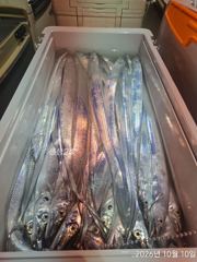 10일 준원도권갈치입항조황 짜릿한손맛 만쿨 쿨러조황