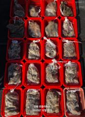 왔다!!<주간쭈꾸미>일 예약중&<야간갑오징어>일,월 예약중