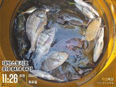 [통영] 감성돔~ 4대돔 클리어~ 역시 힘이 장사네요~