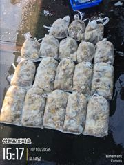 토요일 쭈꾸미 조황입니다