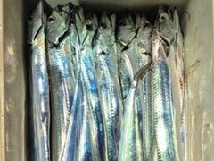 [통영] [통영청신호]먼바다 대갈치 집중사냥갑니다~~대치들 모여라!!!/…