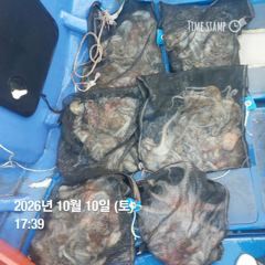 포항 종방) 제2대일호 10월 10일 문어조황