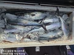 첫캐스팅에 1,2kg대물이 짜잔~~내일도 주간 대삼치및방어 야간 무늬오징어 예약중입니다