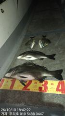 4짜외 오던.오후 조황