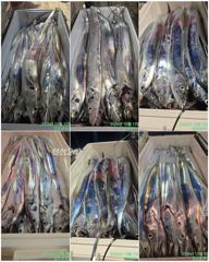 [여수강프로피싱] 사이즈 좋은 갈치로 쿨러가득~가득 사진