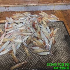 일요일 예약 가능! 갈치에 한치까지 고고-!!