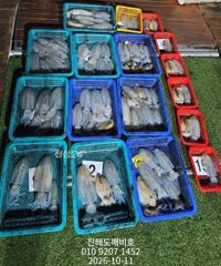 팁런무늬오징어 10월 10일 토요일 출조 조황입니다