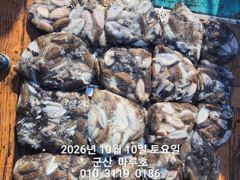 ★★ 10 / 10 [군산 대일피싱] 태평양호 갑오징어 조황입니다. 화요일 예약가능합니다.