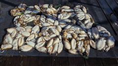 10월10일 강팀호