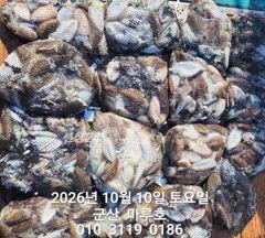 》 10/10 마루 갑오징어 조항 ~ ☆《
