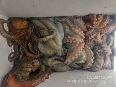 [진해] "돌문어"1200g1100g외 시커먼 여밭대물들 13수12수11…