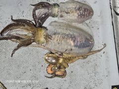문이.문어조항..출조.오후5.30붓.추힝.4명이상출조 사진