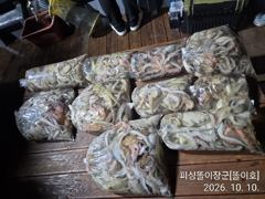 삼천포 똘이장군 똘이호// 야간 돌문어~ 싸이즈@ 마릿수
