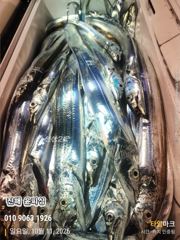 10월 11일 입항 먼바다텐빈 조황 사진