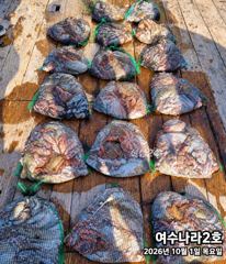 [여수나라2호]-이번주 돌문어 출조합니다. 키로급 문어 마릿수까지 보장 평일7만 / 주말10만